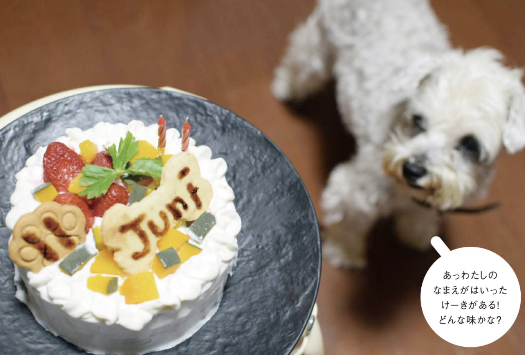 犬用　誕生日ケーキ