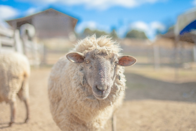 ニュージーランド　結婚式　羊　牧場