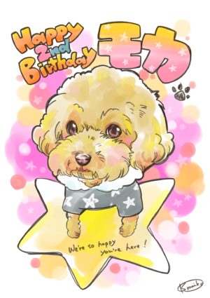 トイプードル2歳の誕生日に